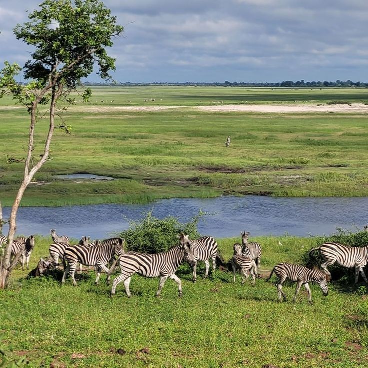 Chobe National Park Safari